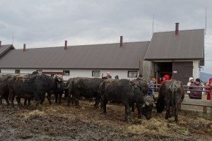 Ферма Карпатський буйвіл, Виноградів